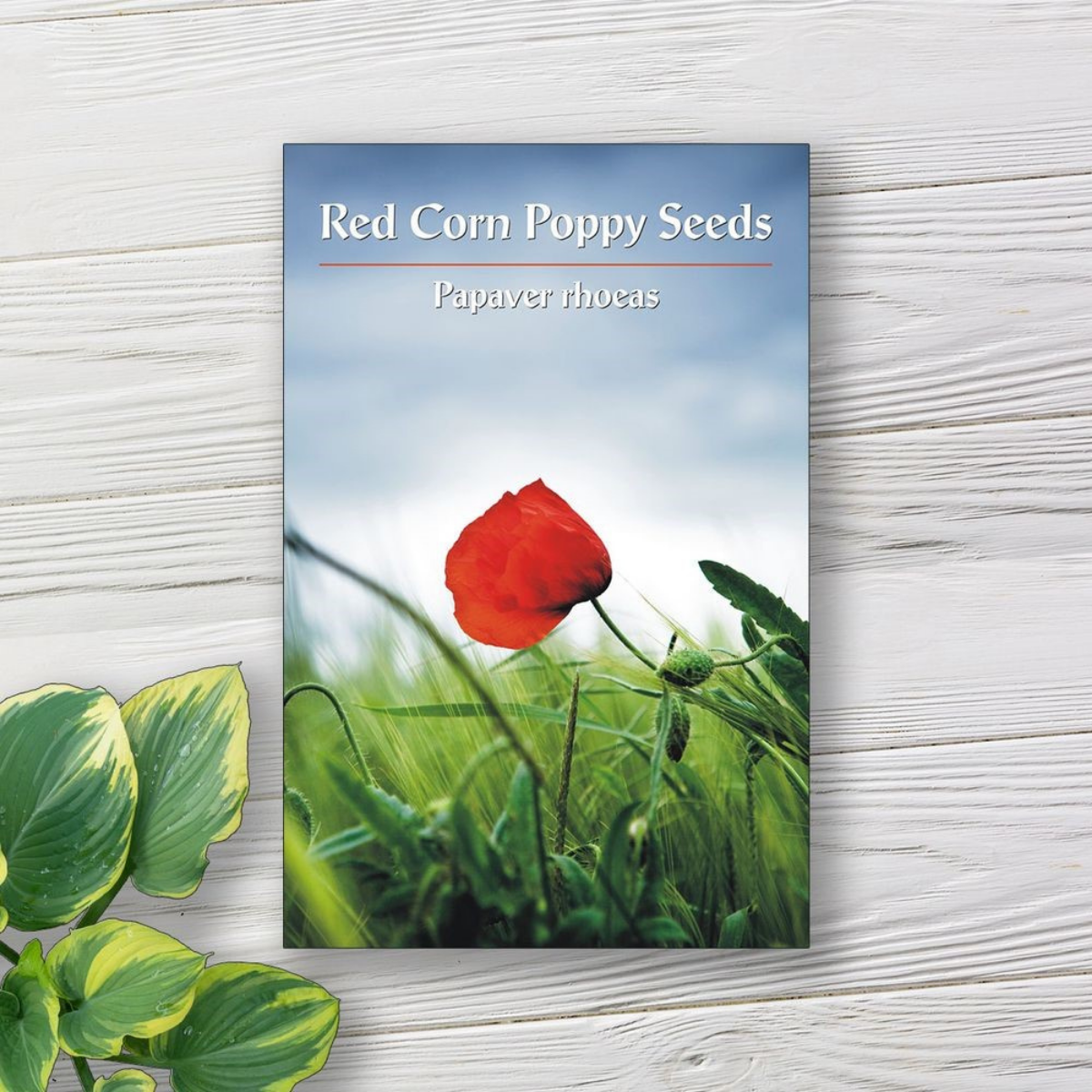 Designing and Printing Seed Packet Labels: Templates and Ideas